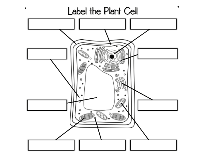 Label the Plant Cell Quiz