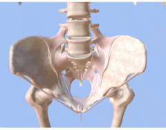 Osso do Quadril - Anatomia Quiz