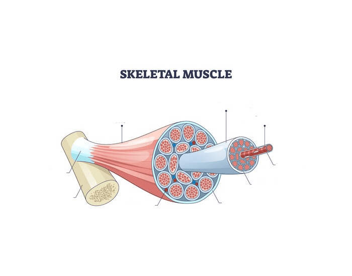 Simple Muscle Structure Quiz