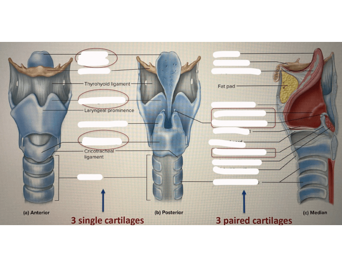 9 cartilages forming the larynx Quiz