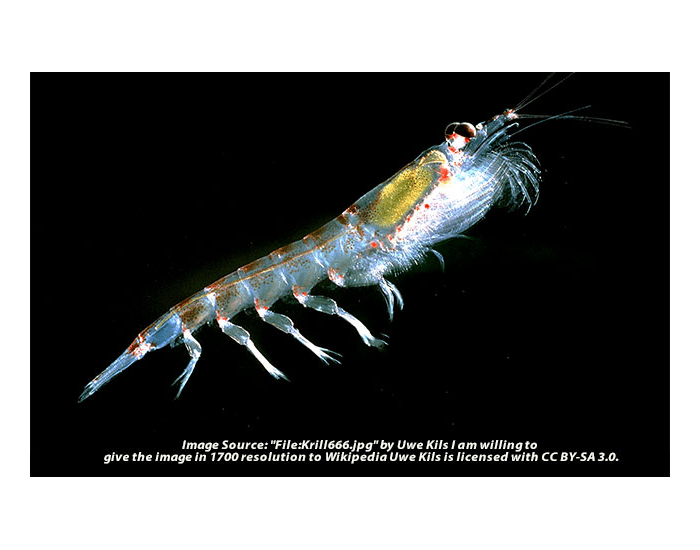 Krill Anatomy Printable Worksheet