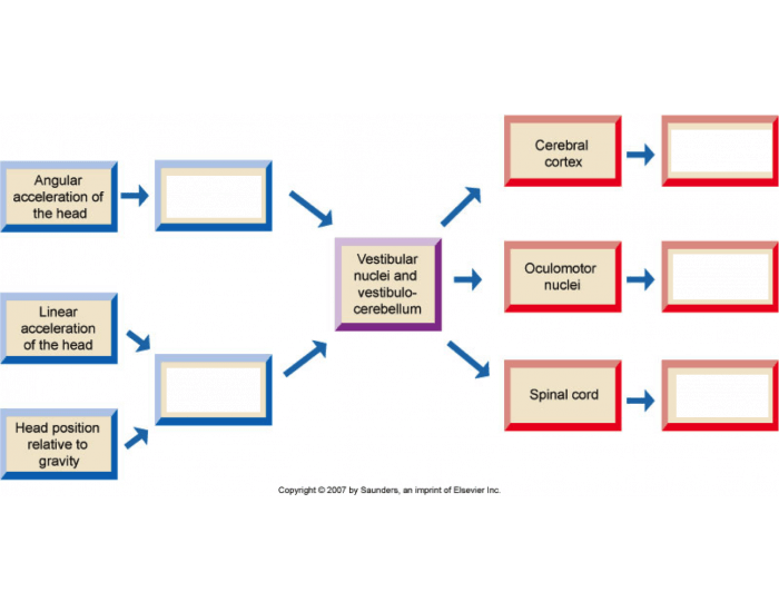 vestibular system Quiz