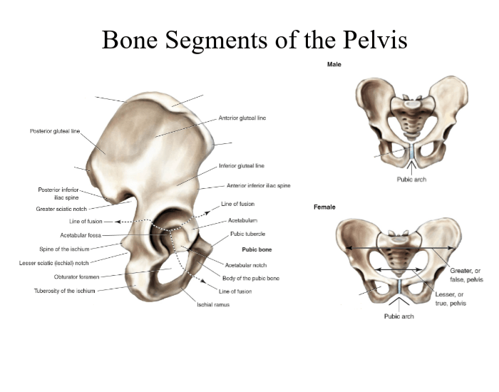 bone segments of pelvis Quiz