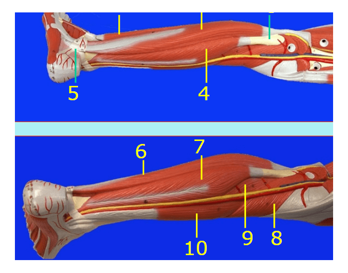 Leg Muscle Actions Quiz