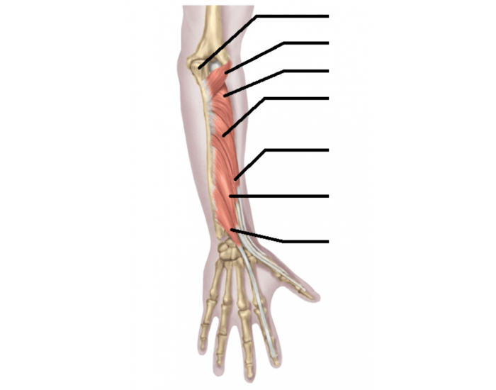 Extensor Muscles- Deep Quiz