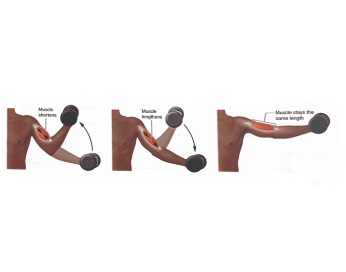 3-types-of-muscle-contractions-quiz