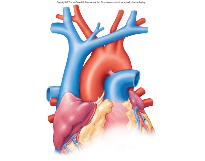 Arterial System (1) Quiz Biology Diagrams