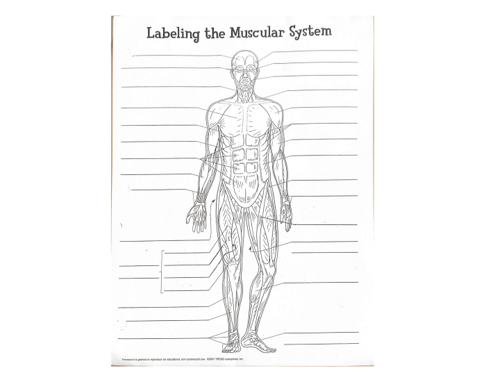 Labeling the Muscular System Quiz
