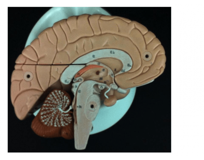 Functions Of The Cerebral Cortex Printable Worksheet functions-of-the-cerebral-cortex-printable-worksheet