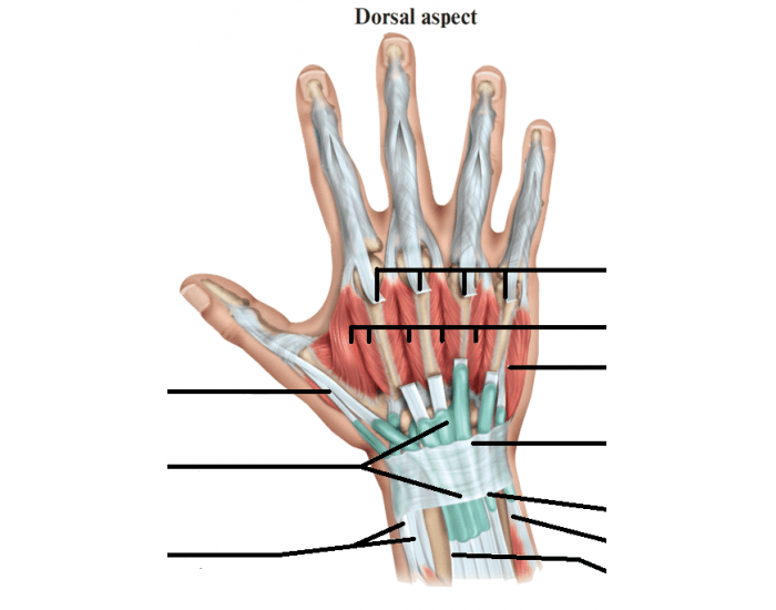 dorsal hand