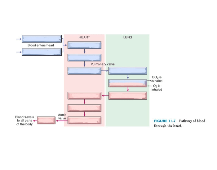 Heart Flow Chart.pdf Med Term Chapter 11 Flow Chart of The Heart Quiz