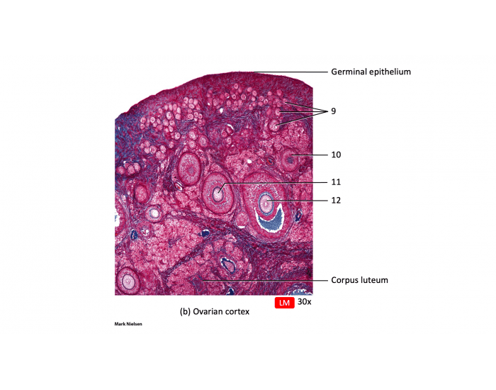 Cortex Function Ovary ovarian cortex Quiz