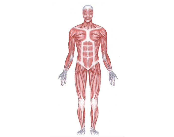 Anterior full body muscle action Quiz