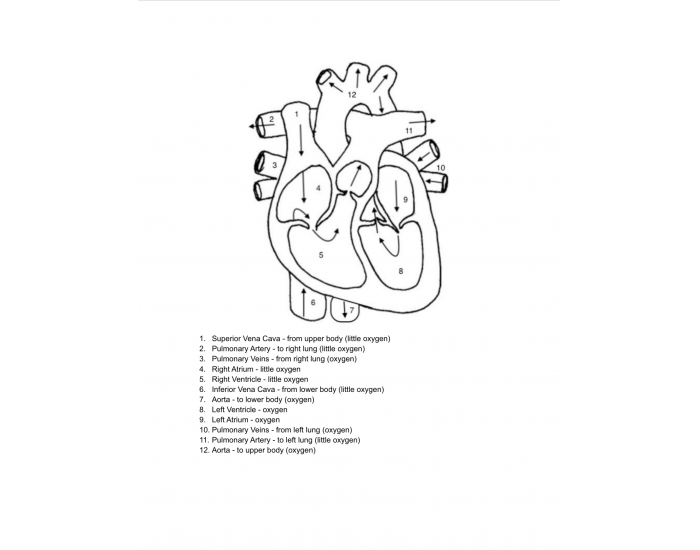 Heart Label Quiz