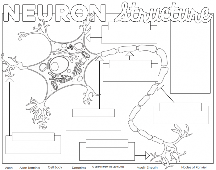 Label A Neuron Quiz