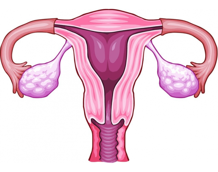 simple female reproductive system