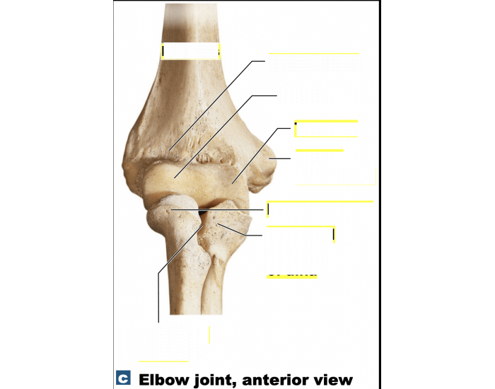 elbow joint, anterior view Quiz