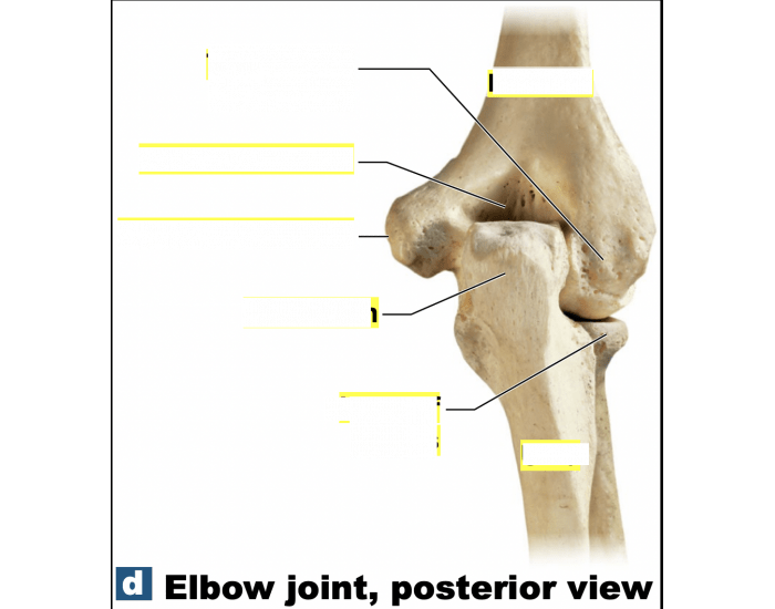 Posterior Elbow Shell Elbow Joint, Posterior view Quiz