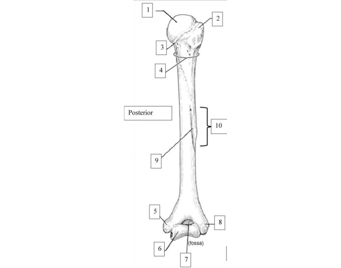 Appendicular Skeletal System Posterior Humerus Printable Worksheet