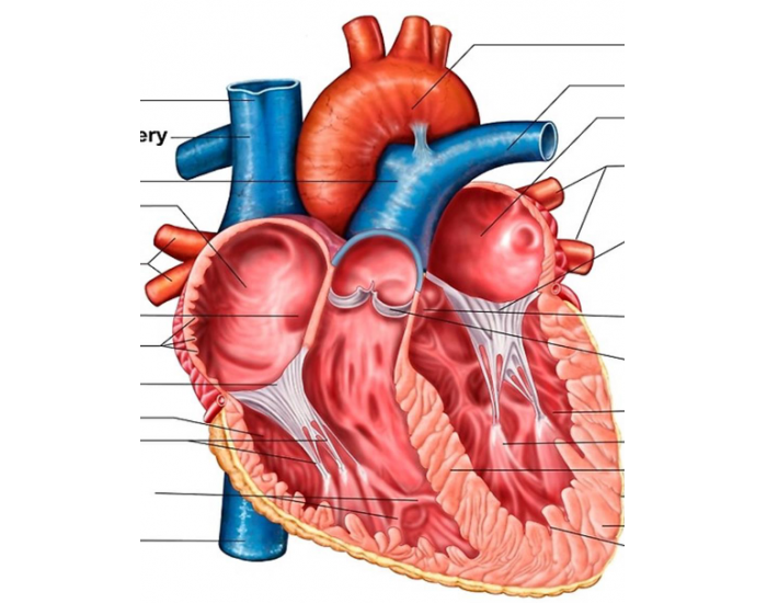 Blood Flow Through Heart Quiz