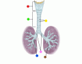 (Anatomical) Lungs