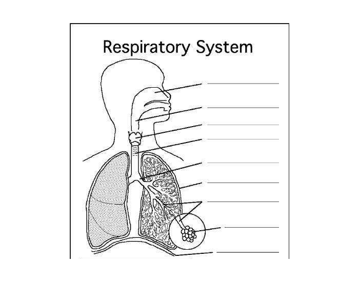 Respiratory System Quiz