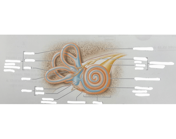 Membranous Labyrinth (Ear) Quiz