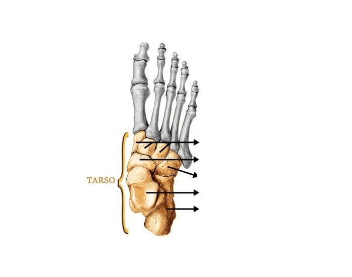Tarsog Math Ossos Do Tarso