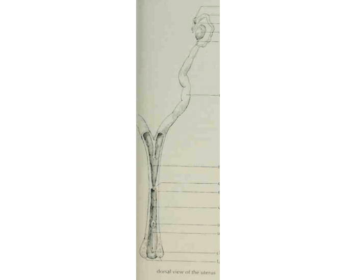 female reproductive anatomy Quiz