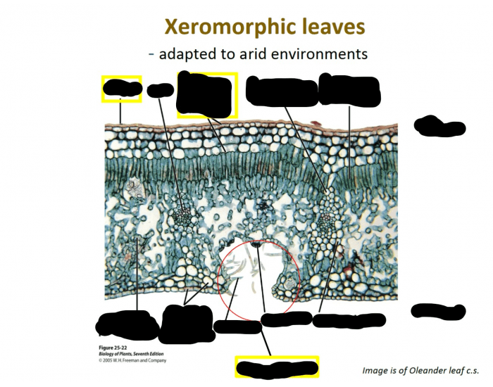 Xeromorphic Xeromorphic leaf identification Quiz