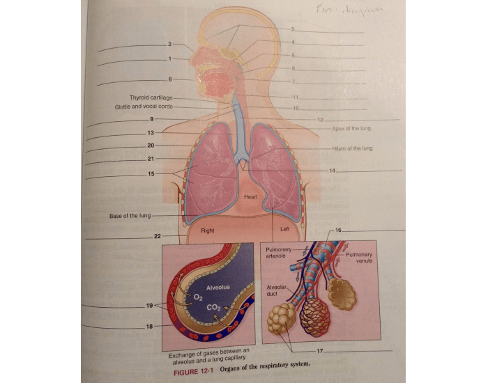 Med Term Chapter 12 Labeling — Printable Worksheet