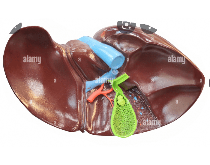 Bile duct system liver Quiz Biology Diagrams