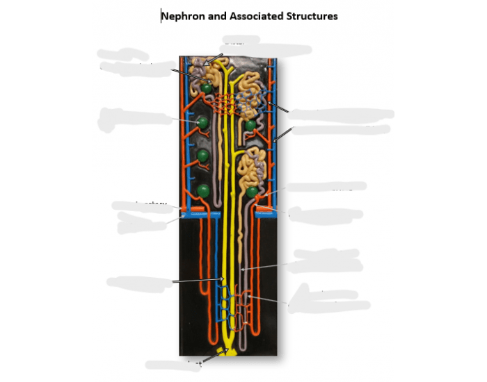 Nephron Worksheet.pdf Nephron and Associated Structures — Printable Worksheet