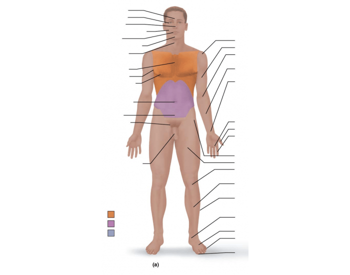Anatomical Regions (Anterior) Quiz
