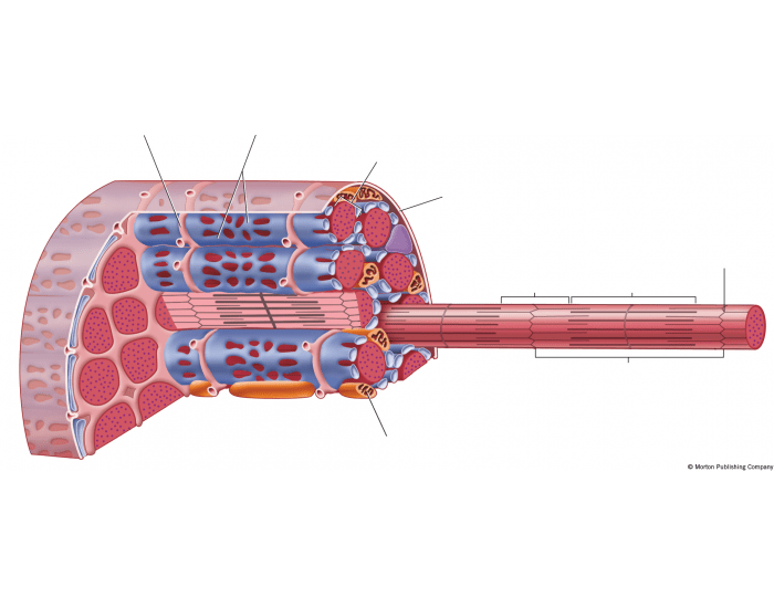 Muscle cell labeling Quiz