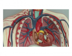 Dr Gennero Circulatory 5