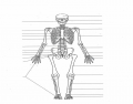 Skeleton Basic (Front)