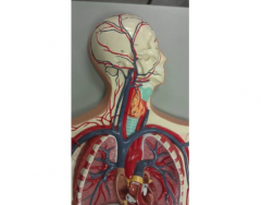 Dr Gennero Circulatory 2