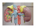 Anatomy of human Kidneys