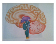 Kauffman Brain Anatomy