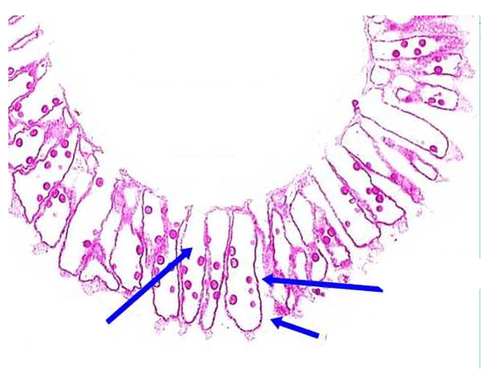 Anatomy of a Spongocel Quiz