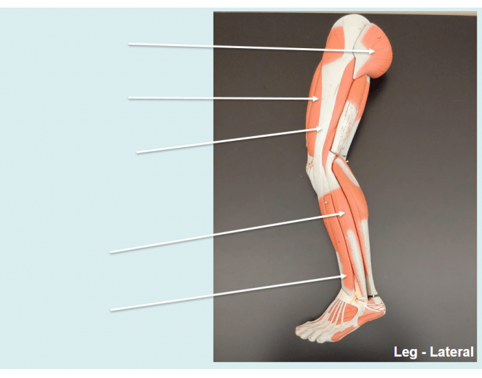 Leg-Lateral Quiz