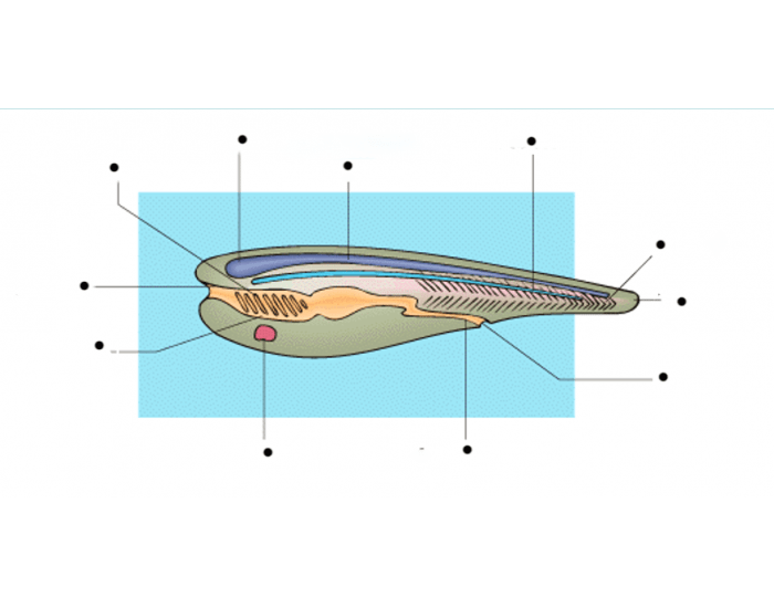 Sea Lance anatomy Quiz