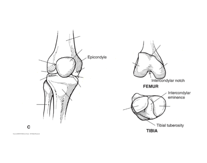 382 Femur, tibia, fibula — Printable Worksheet