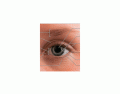Visible eye structures 