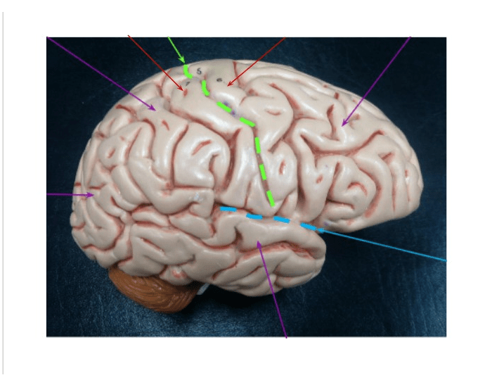 External brain structures Quiz