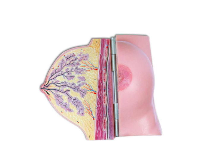 42 Reproductive System Mammary Glands Quiz