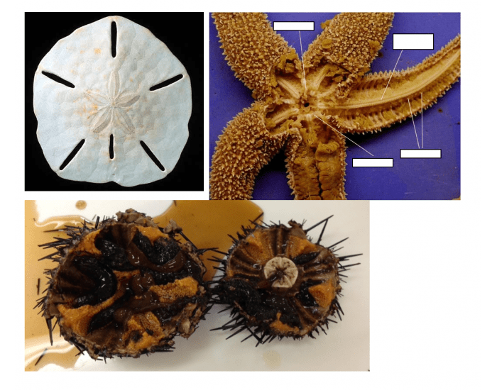 Echinoderm Matching Quiz