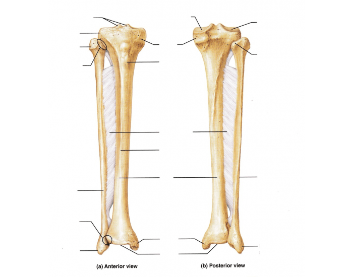 Tibia & Fibula Quiz — Printable Worksheet