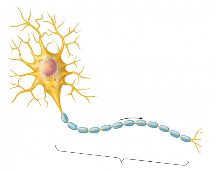 Basic Neuron Labeling Quiz